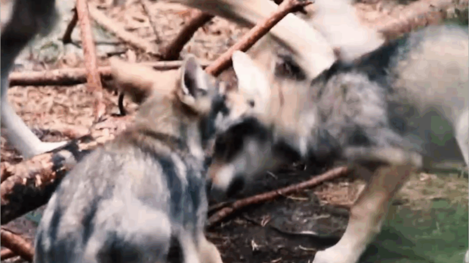 O Tribunal Superior de Xustiza de Galicia admite recurso contra a inclusión do lobo como especie cinexética