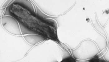 La ‘Helicobacter pylori’ podría causar casi 12 millones de casos de cáncer de estómago