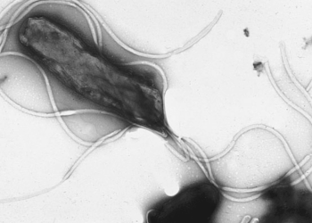 La ‘Helicobacter pylori’ podría causar casi 12 millones de casos de cáncer de estómago