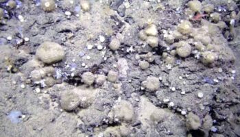 La pesca de arrastre y el calentamiento oceánico amenazan la conectividad de las esponjas