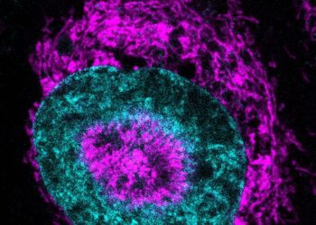 Las células cancerosas liberan energía como mecanismo de defensa
