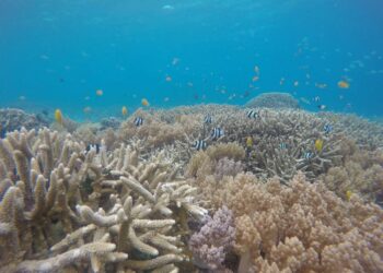 Las olas de calor marinas batieron récords en intensidad y duración en 2023