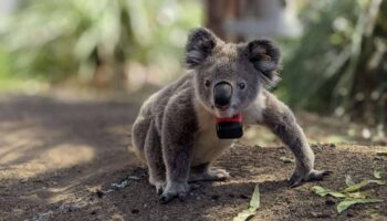 Los koalas solo pasan diez minutos al día en el suelo, pero dos de cada tres mueren ahí
