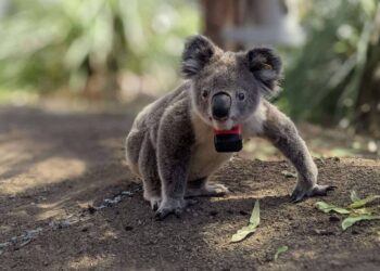 Los koalas solo pasan diez minutos al día en el suelo, pero dos de cada tres mueren ahí