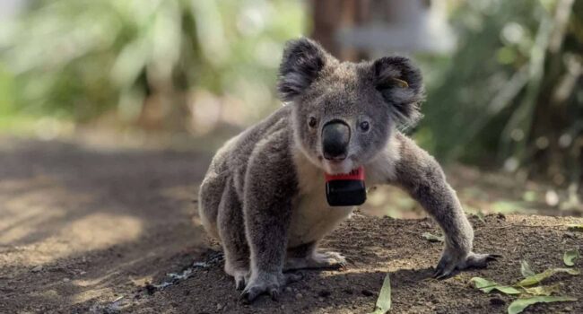 Los koalas solo pasan diez minutos al día en el suelo, pero dos de cada tres mueren ahí