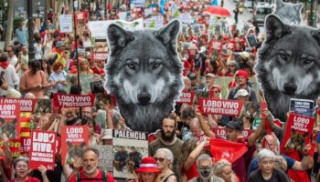 La sociedad civil exige que se respete a la ciencia frente a la demagogia contra el lobo ibérico: su estado de conservación es desfavorable