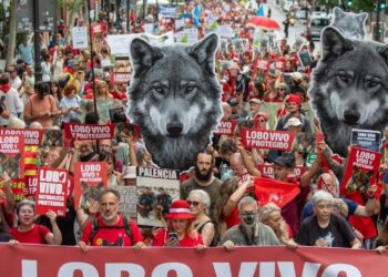 La sociedad civil exige que se respete a la ciencia frente a la demagogia contra el lobo ibérico: su estado de conservación es desfavorable