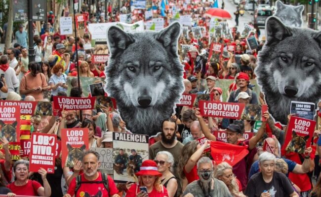 La sociedad civil exige que se respete a la ciencia frente a la demagogia contra el lobo ibérico: su estado de conservación es desfavorable