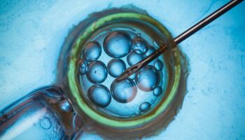 Ocho bebés nacen sin una enfermedad hereditaria gracias a la donación mitocondrial