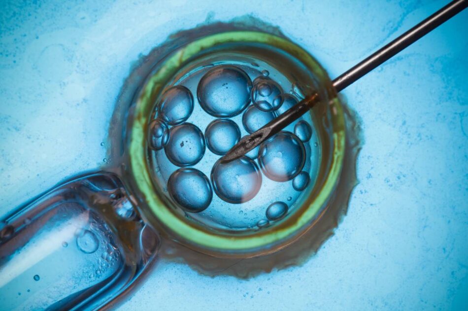 Ocho bebés nacen sin una enfermedad hereditaria gracias a la donación mitocondrial
