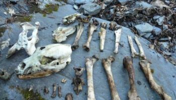 Ante la aparición el pasado 18 de julio en Degaña en Asturias del cadáver de un oso pardo cazado furtivamente
