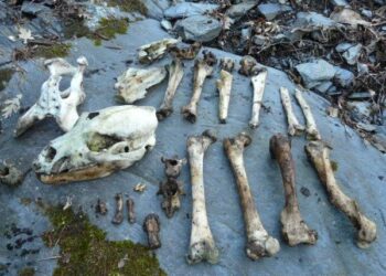 Ante la aparición el pasado 18 de julio en Degaña en Asturias del cadáver de un oso pardo cazado furtivamente