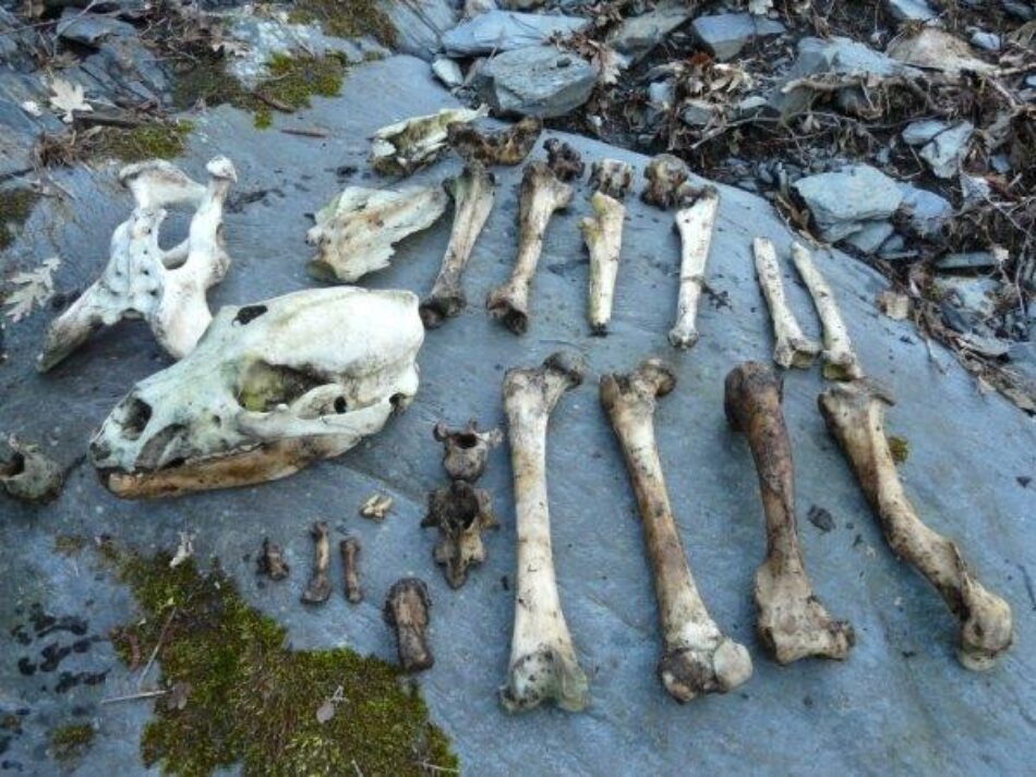 Ante la aparición el pasado 18 de julio en Degaña en Asturias del cadáver de un oso pardo cazado furtivamente