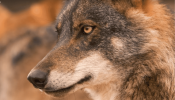El lobo no puede ser especie cinegética al encontrarse en estado de conservación desfavorable