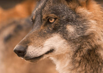 El lobo no puede ser especie cinegética al encontrarse en estado de conservación desfavorable