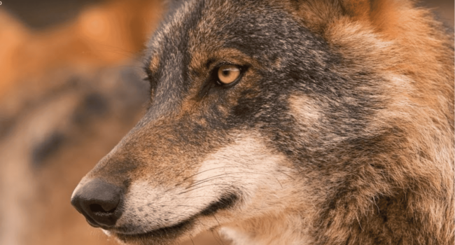 Ecologistas en Acción y el fondo para la protección del lobo ibérico instan a la Junta de Extremadura a que adopte un plan para la recuperación del lobo en la región