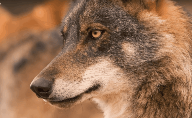 Ecologistas en Acción y el fondo para la protección del lobo ibérico instan a la Junta de Extremadura a que adopte un plan para la recuperación del lobo en la región