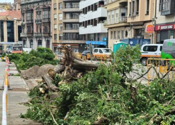 Colectivo Ecologista de Avilés: «El Ayuntamiento sigue empeñado en acabar con los pocos árboles de la ciudad»
