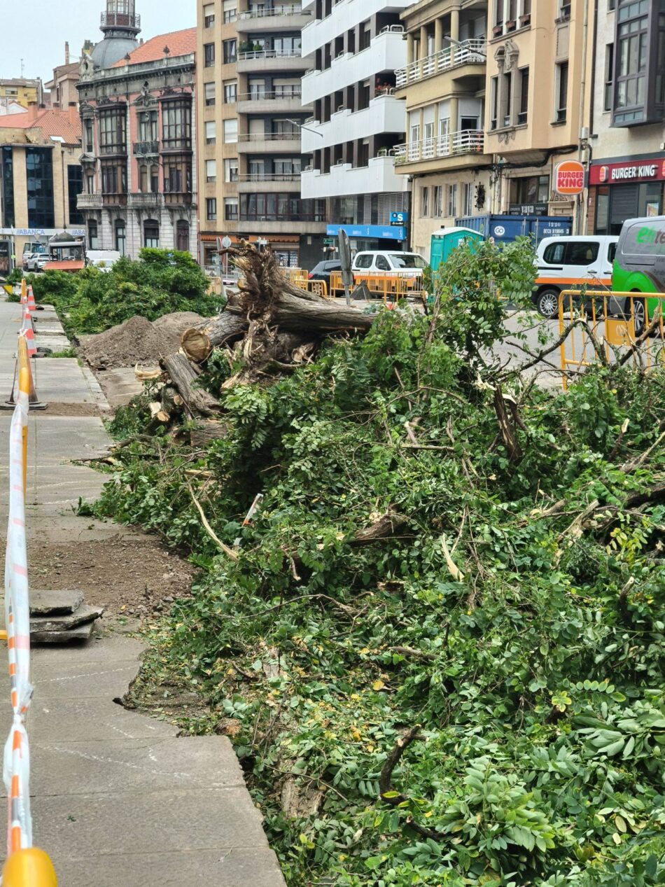 Colectivo Ecologista de Avilés: «El Ayuntamiento sigue empeñado en acabar con los pocos árboles de la ciudad»