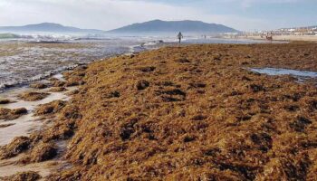 Por Andalucía denuncia la dejación de la Junta con la invasión del alga asiática en las costas andaluzas