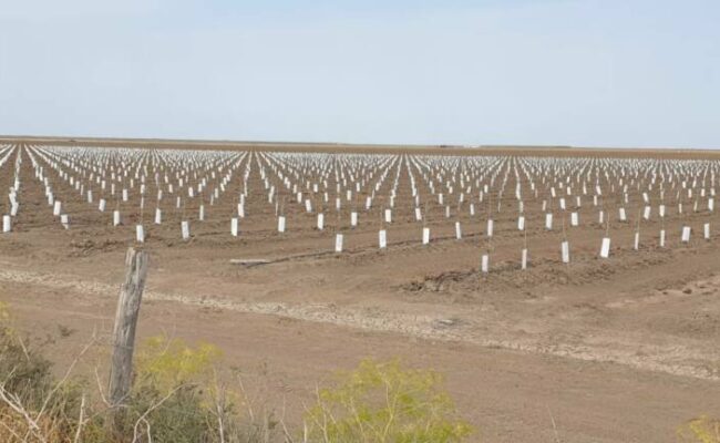 Ecologistas lamenta la conversión del caño Guadiamar en una plantación de olivos superintensivos