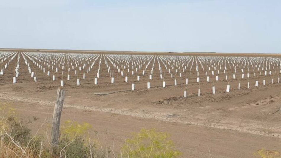 Ecologistas lamenta la conversión del caño Guadiamar en una plantación de olivos superintensivos