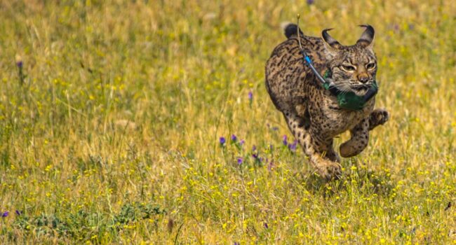 Alianza Verde defiende, ante la Comisión Europea, la continuidad del Programa LIFE para la conservación de la naturaleza y la biodiversidad en los próximos presupuestos europeos