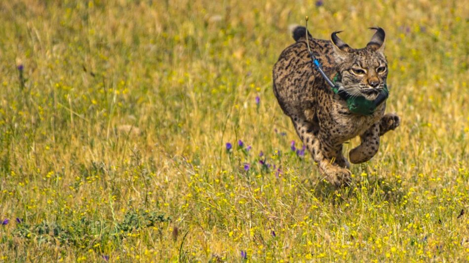 Alianza Verde defiende, ante la Comisión Europea, la continuidad del Programa LIFE para la conservación de la naturaleza y la biodiversidad en los próximos presupuestos europeos