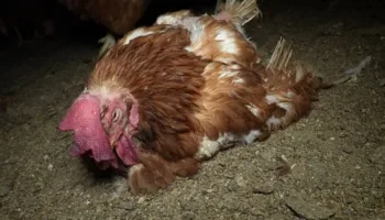 Un peligroso vacío legal denunciado por el Partido Animalista absuelve a tres personas tras abusar sexualmente de un gallina en 2022
