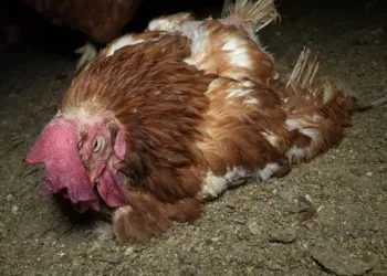 Un peligroso vacío legal denunciado por el Partido Animalista absuelve a tres personas tras abusar sexualmente de un gallina en 2022