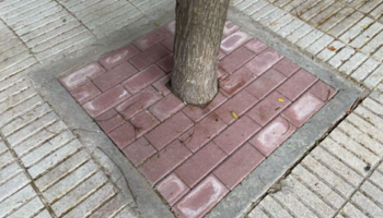 Ecologistas en Acción alerta de la tala de más de cuarenta árboles en el Paseo del Pintor Rosales (Madrid)