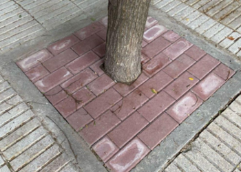 Ecologistas en Acción alerta de la tala de más de cuarenta árboles en el Paseo del Pintor Rosales (Madrid)