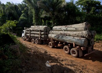 Alianza Verde pide al gobierno una investigación y medidas frente a la entrada de madera procedente de tráfico ilegal, y que no sea un freno en la entrada en vigor del Reglamento Europeo de Deforestación Importada