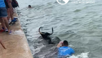 El Partido Animalista denuncia la presencia de un gran número de menores en los Bous a la Mar en Dénia