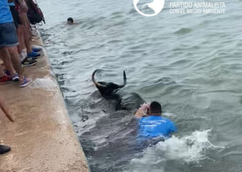 El Partido Animalista denuncia la presencia de un gran número de menores en los Bous a la Mar en Dénia