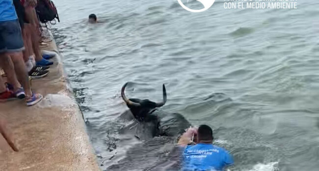 El Partido Animalista denuncia la presencia de un gran número de menores en los Bous a la Mar en Dénia