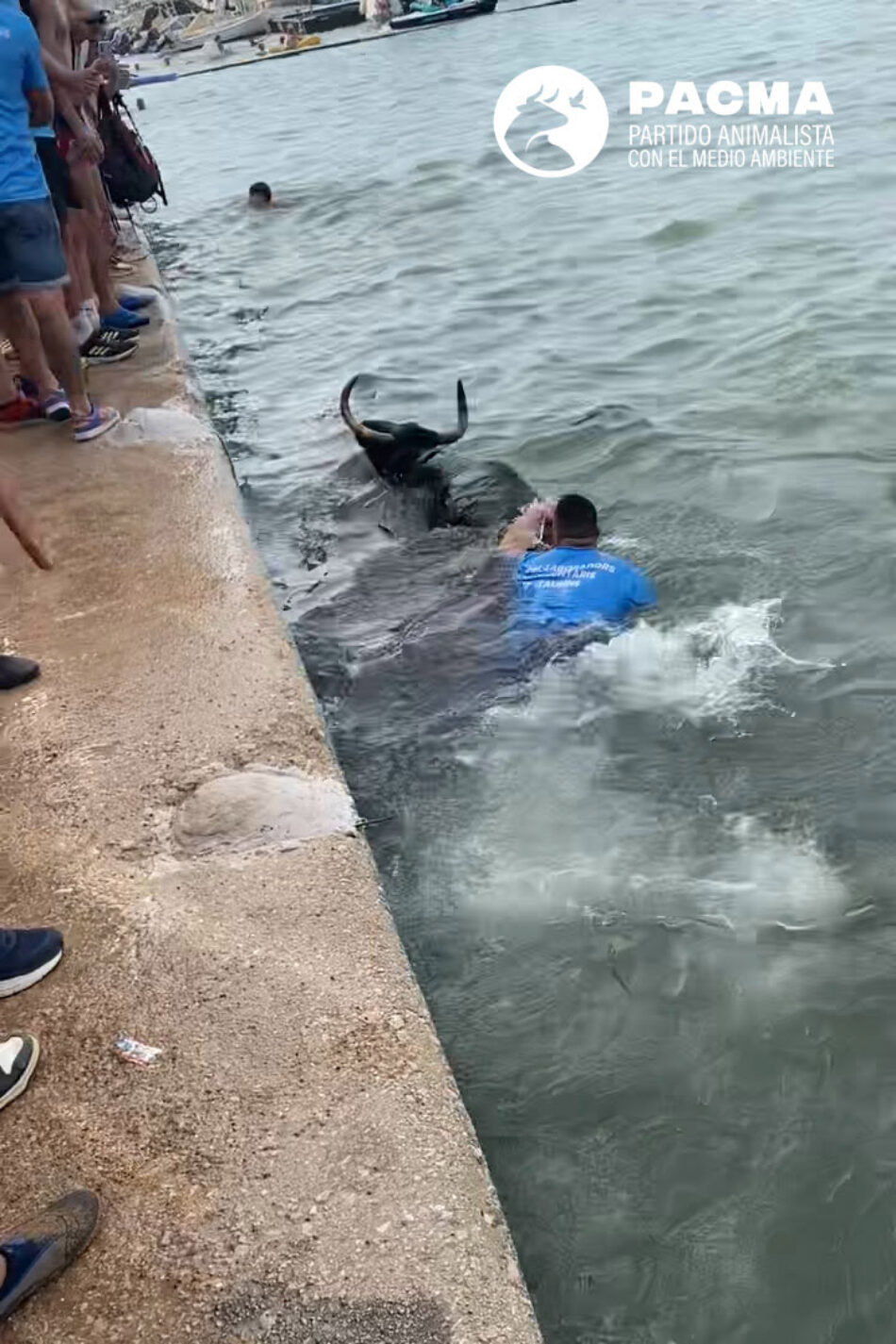 El Partido Animalista denuncia la presencia de un gran número de menores en los Bous a la Mar en Dénia