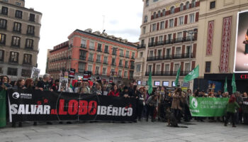 El Defensor del Pueblo da la razón al Partido Animalista e interpone recurso contra la desprotección del lobo ante el Constitucional