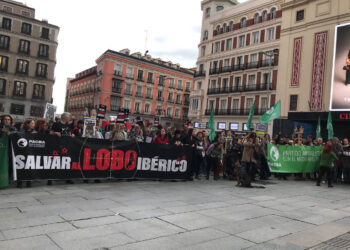 El Defensor del Pueblo da la razón al Partido Animalista e interpone recurso contra la desprotección del lobo ante el Constitucional
