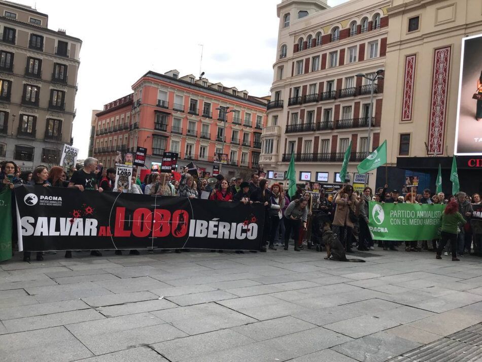 El Defensor del Pueblo da la razón al Partido Animalista e interpone recurso contra la desprotección del lobo ante el Constitucional