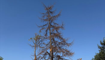 La verdad sobre el supuesto trasplante del Ayuntamiento de Madrid en el Parque de Montecarmelo: más de 200 árboles condenados en una tala encubierta
