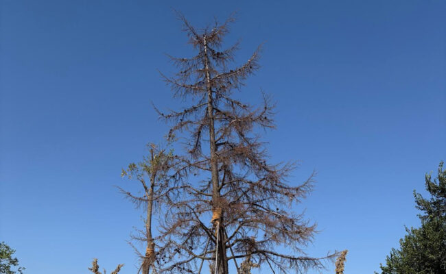 La verdad sobre el supuesto trasplante del Ayuntamiento de Madrid en el Parque de Montecarmelo: más de 200 árboles condenados en una tala encubierta