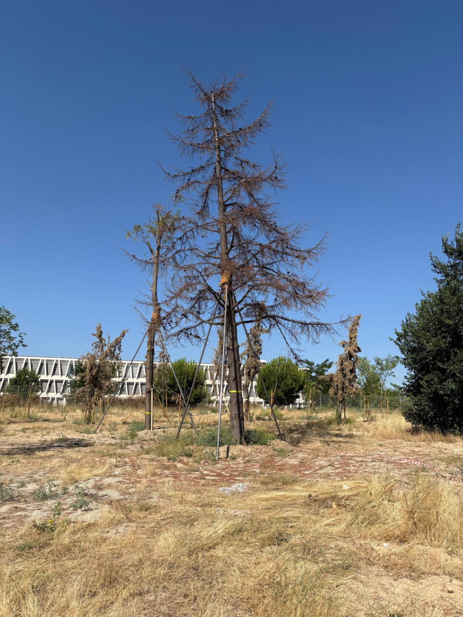 La verdad sobre el supuesto trasplante del Ayuntamiento de Madrid en el Parque de Montecarmelo: más de 200 árboles condenados en una tala encubierta