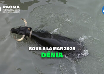 PACMA documenta la crueldad de los Bous a la Mar en Dénia