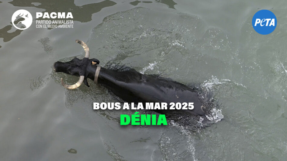 PACMA documenta la crueldad de los Bous a la Mar en Dénia