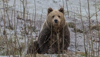 Los ‘superpoderes’ de los animales que hibernan se esconden también en el ADN humano
