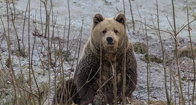 Los ‘superpoderes’ de los animales que hibernan se esconden también en el ADN humano