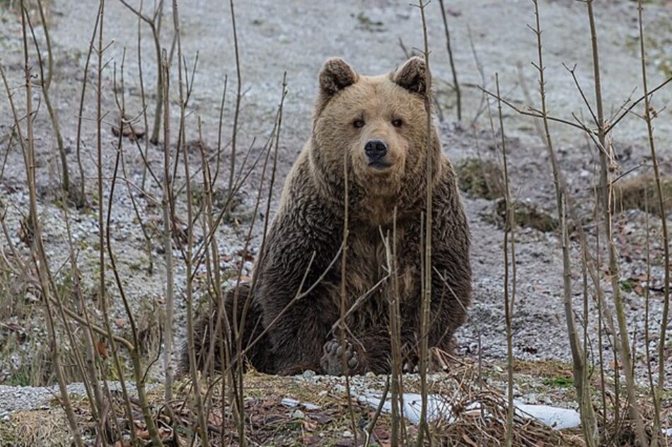 Los ‘superpoderes’ de los animales que hibernan se esconden también en el ADN humano