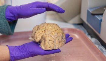 Cómo llegar a los 80 años con un cerebro de 50: los ‘superagers’ desafían al envejecimiento