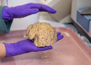 Cómo llegar a los 80 años con un cerebro de 50: los ‘superagers’ desafían al envejecimiento